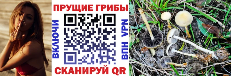 shop официальный сайт  Сасово  Псилоцибиновые грибы мицелий 